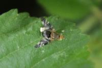 Philophylla caesio