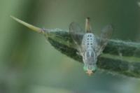 Terellia longicauda