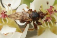 Myopa testacea