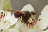 Myopa testacea