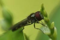 Platycheirus scutatus