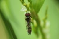Platycheirus scutatus