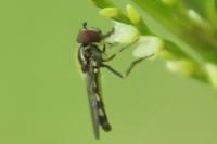 Platycheirus scutatus