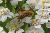 Oxyna flavipennis