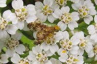 Oxyna flavipennis