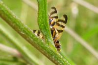 Urophora jaceana