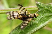 Urophora jaceana