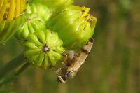 Sphenella marginata
