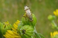 Sphenella marginata