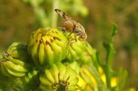 Sphenella marginata