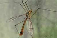 Nephrotoma flavipalpis