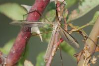 Tipula paludosa