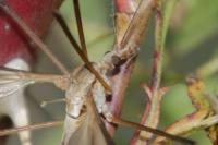 Tipula paludosa