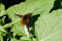 Bombylius major