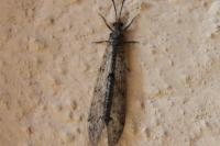 Distoleon tetragrammicus