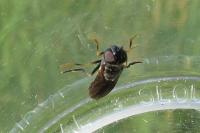 Pyrophaena rosarum