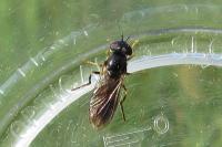 Pyrophaena rosarum
