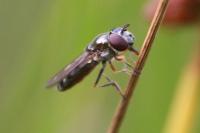Platycheirus albimanus