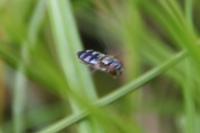 Platycheirus albimanus