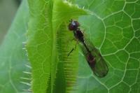 Baccha elongata