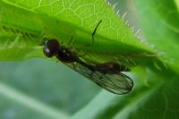 Baccha elongata