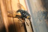 Mesembrina meridiana