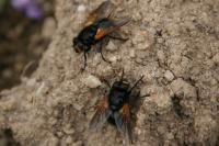 Mesembrina meridiana