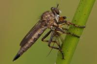 Tolmerus cingulatus
