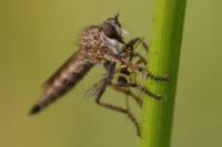 Tolmerus cingulatus