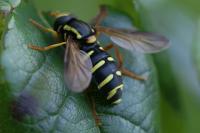 Philhelius citrofasciatus