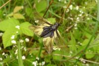 Libelloides coccajus