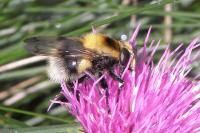 Volucella bombylans