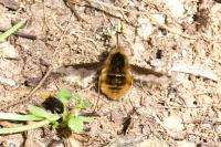 Bombylius major