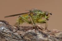 Scathophaga stercoraria