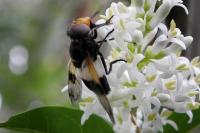 Volucella pellucens