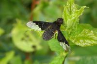 Hemipenthes morio