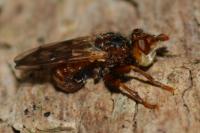 Myopa tessellatipennis