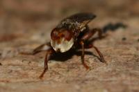 Myopa tessellatipennis