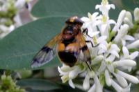 Volucella inflata