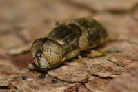 Eristalinus aeneus