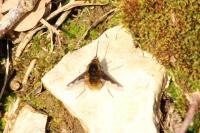 Bombylius major