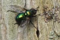 Gymnocheta viridis