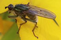 Scathophaga stercoraria