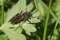 Empis tessellata