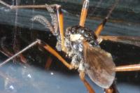 Tanyptera atrata