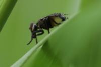 Platystoma seminationis