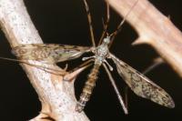 Epiphragma ocellare