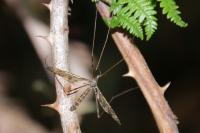 Epiphragma ocellare