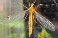 Tipula lunata