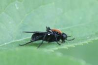 Clitellaria ephippium